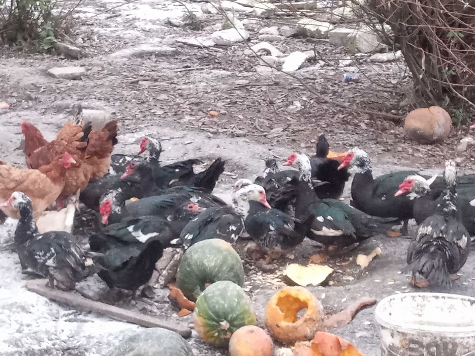 Kaczki Kaczory Sprzedam