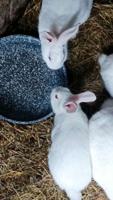 Króliki Termandzkie