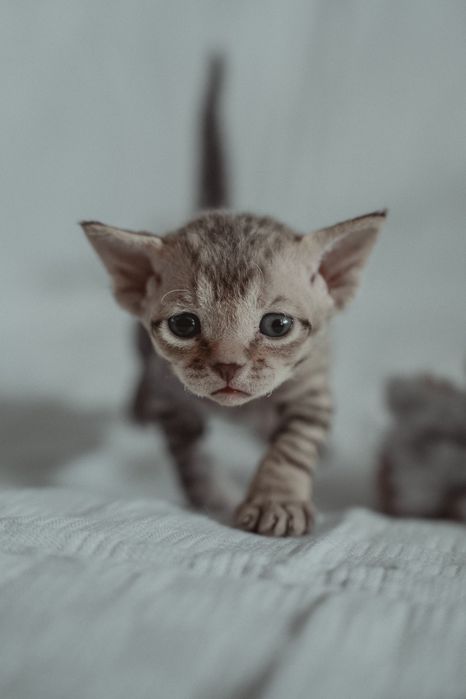 Kocurek Devon rex FPL Felis
