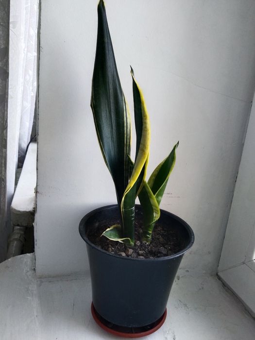 Сансевіерія квіти кімнатні