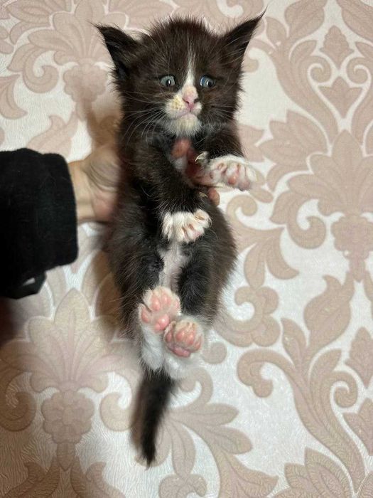 Маленька принцеса мейн-кун чекає на свою сім’ю