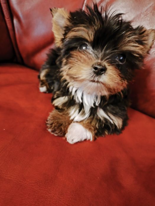 Продам цуценят йориків