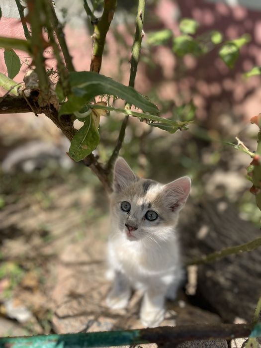 Отдам бесплатно котят