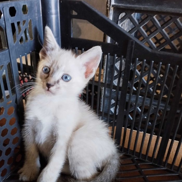 Gatinhos bebés para adopção