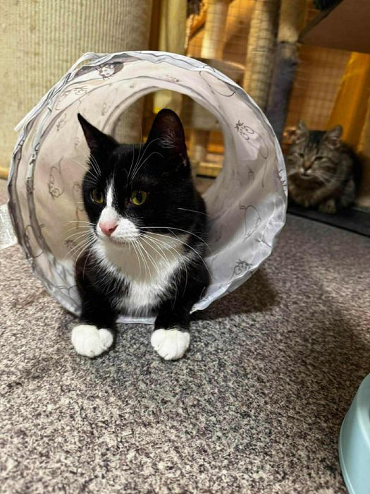 Wpatrzony w czlowieka Pandus czeka na dom