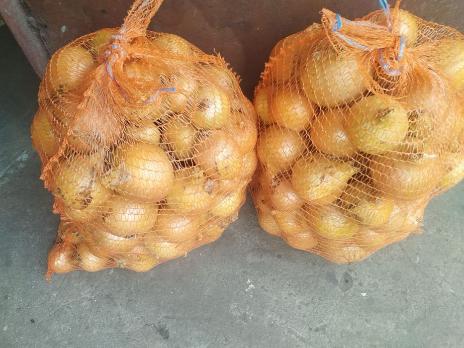 Cebula sprzedam