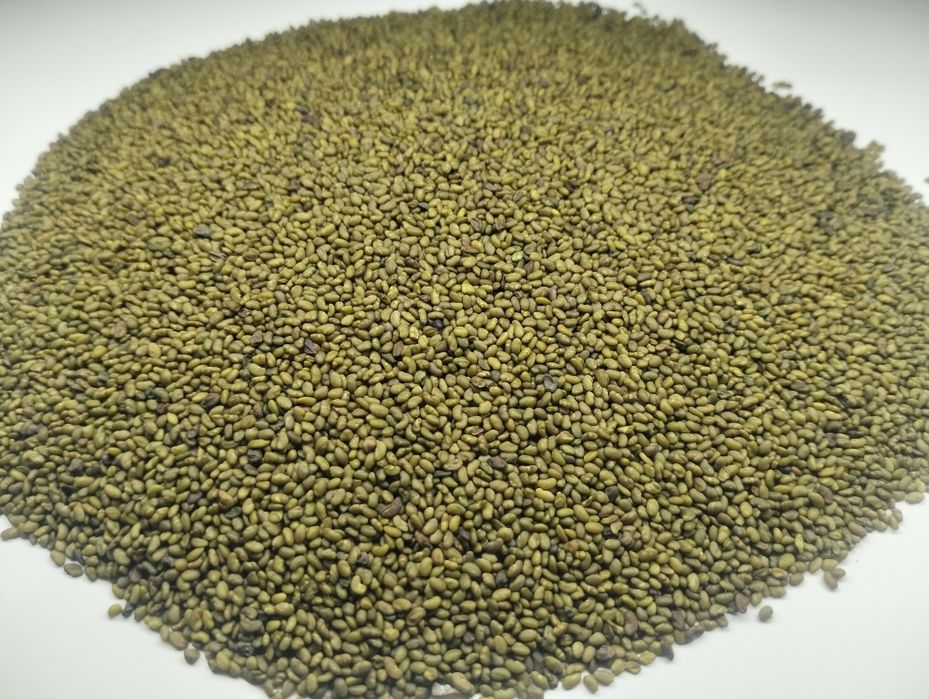 Насіння Люцерни магніченої  Еспарцет Суданка Райграс