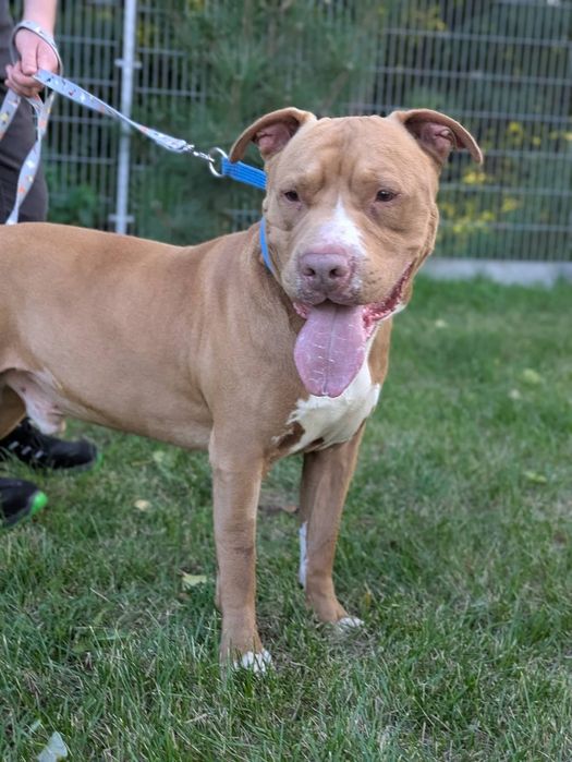 Amstaff szuka odpowiedzialnego domu