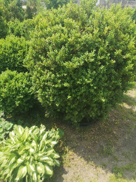 Bukszpany : sadzonki formowane w kule, stożki.