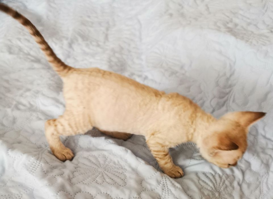Kocurek Devon Rex