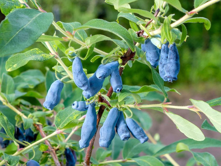 Jagoda Kamczacka Duże krzewy Wojtek - Zojka i Inne Owocujace