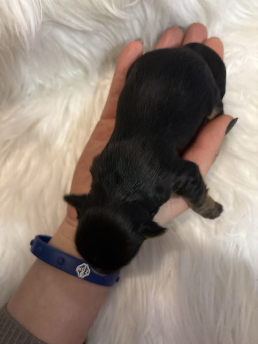 Do Rezerwacji Pixel Yorkshire Terier Biewer