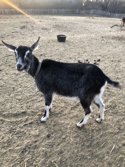 Продам дойную козу