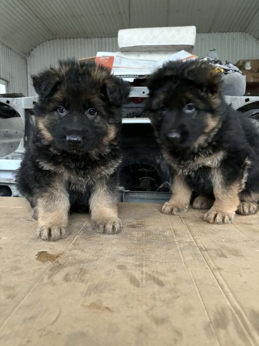 Owczarek Niemiecki Długowłosy