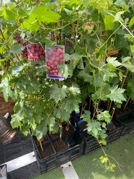 Videiras várias variedades