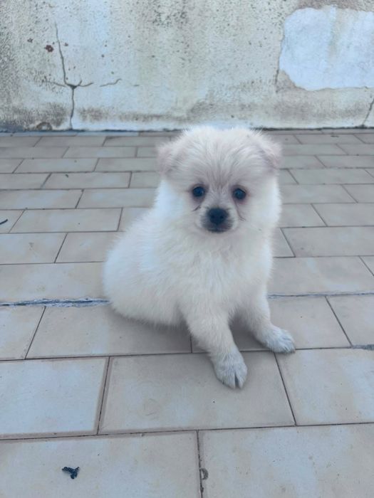 Splitz com 2 meses