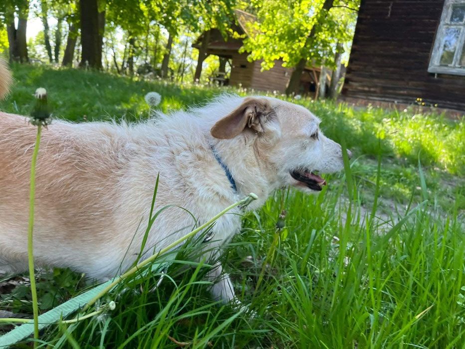 Spójrz w oczy Miśka i dostrzeż w nim wyjątkowego psa