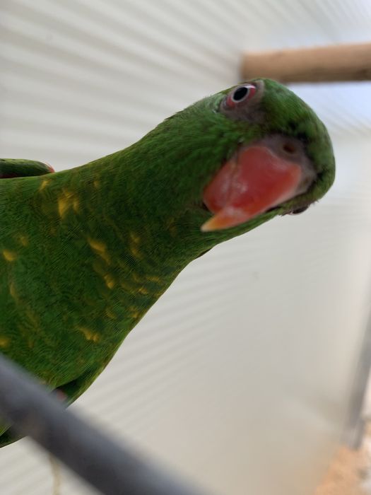 Macho lori chlorolepidotus macho 2024