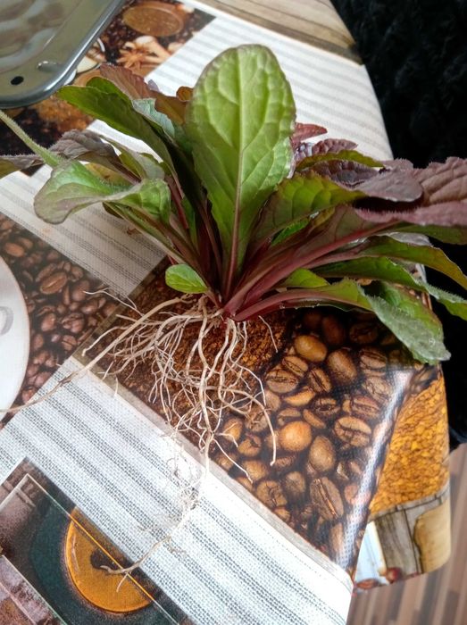 nadwyżki roślin ogrodowych