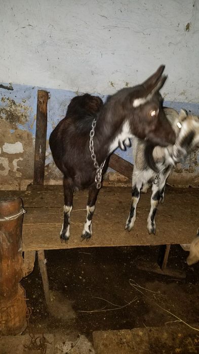 Продам козу криту нубійцем