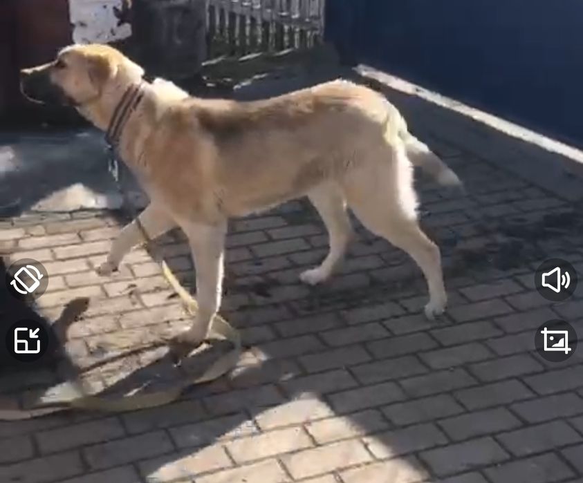 Продам суку "Кавказький Вовкодав"..