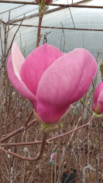 Магнолія Сенсація Дафні Рустік Альба Сетісфекшн Джені Вулкан Клеопатра