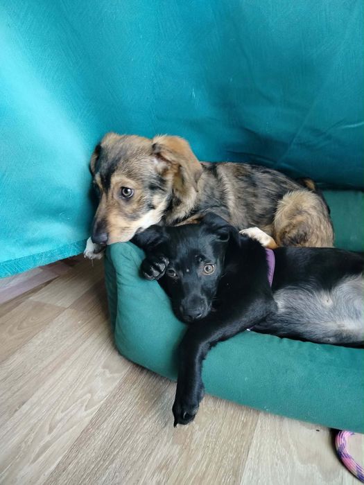 Malutki Chester szuka domu.