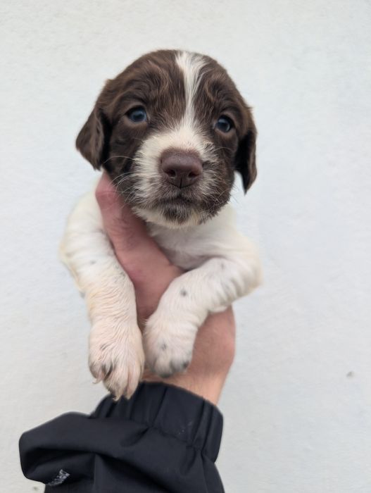 english springer spaniel Lop