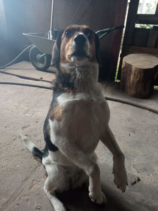 Фоксхаунд, девочка