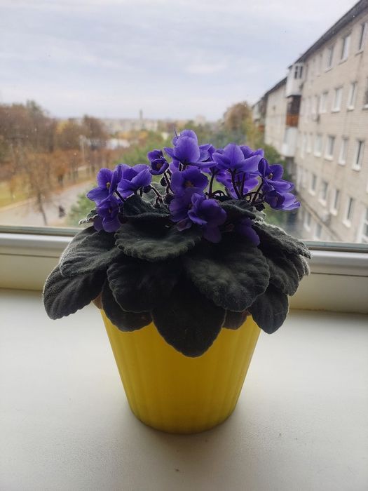 Продам кімнатну квітку фіалку