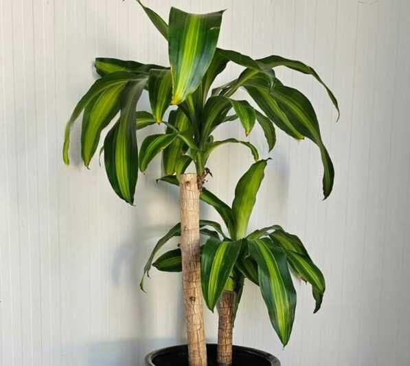 Dracaena Massangeana (Planta do Milho) em Vaso