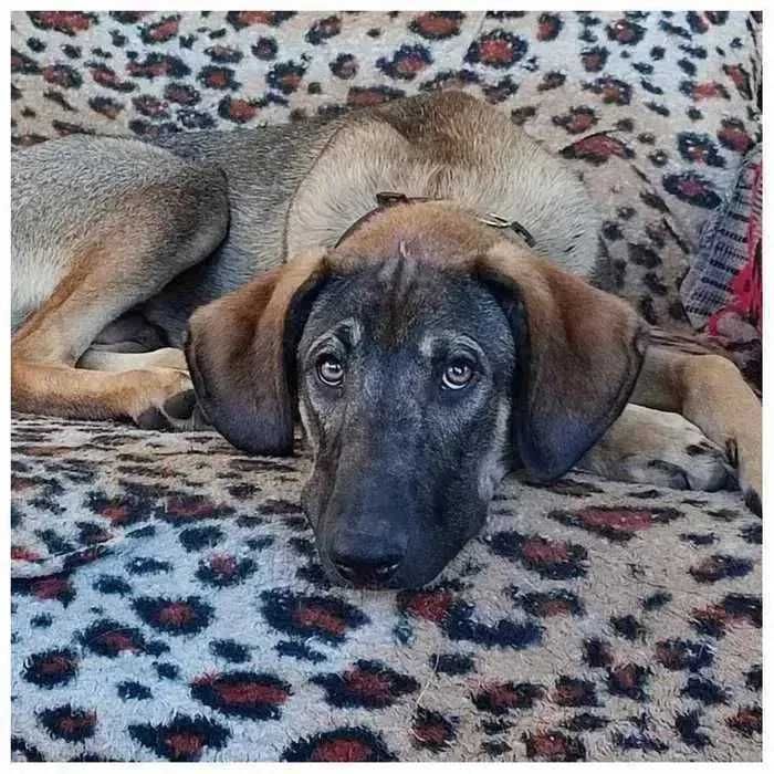 Молодой пес в добрые руки