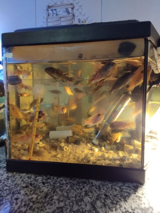 Ciclídeos africanos