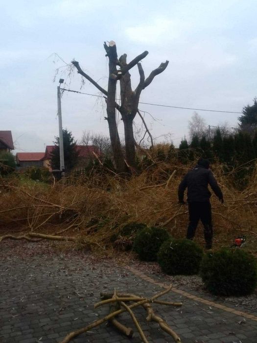 Usługi ogrodnicze , karczowanie działek, przycinka i wycinka drzew