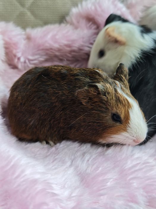 Świnka morska samiec