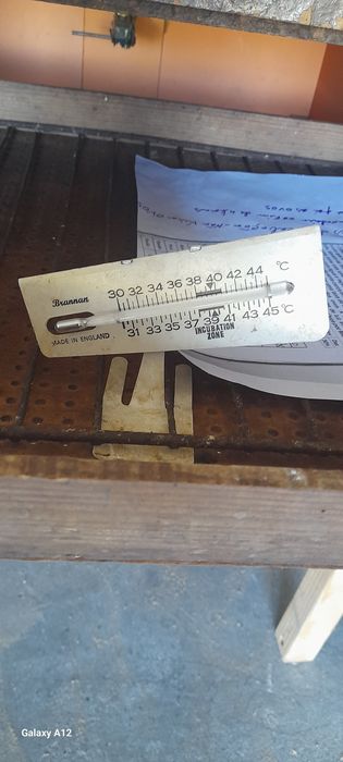 Incubadora de ovos
