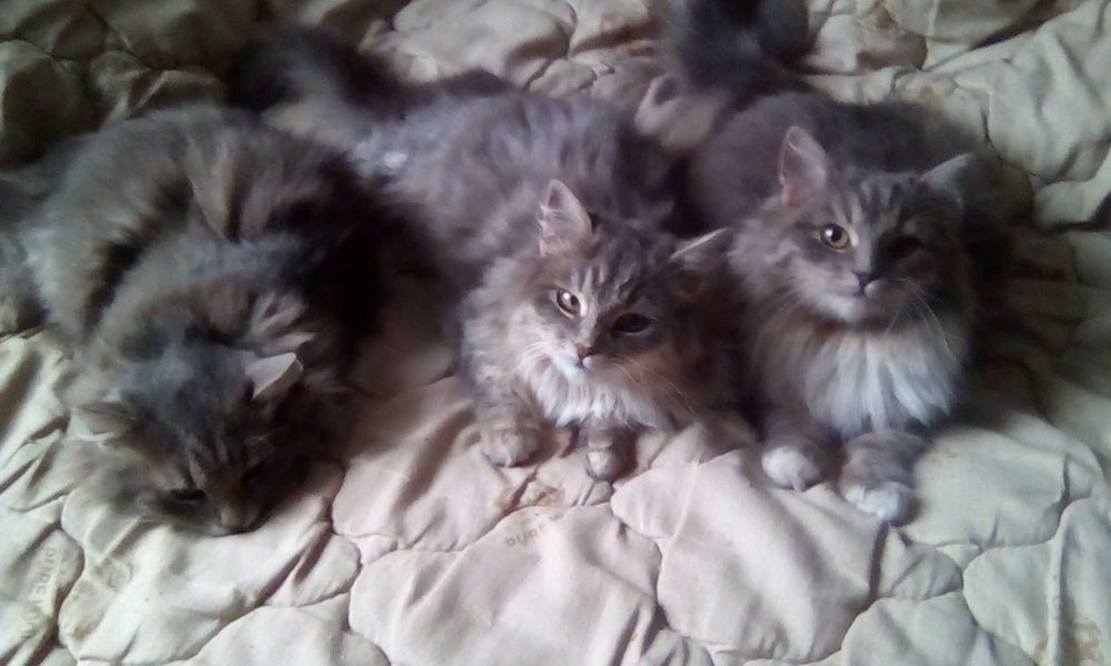 Шукають дім три киці