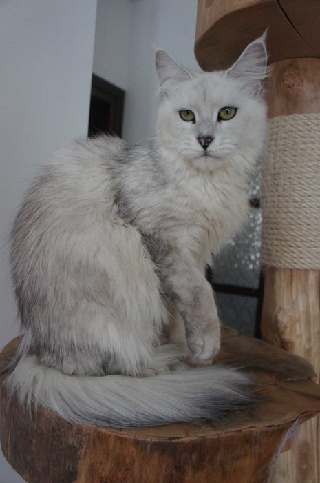 ns 11 kotka Maine Coon -1,5 roczna -miła - rodowód FPL - SHADED