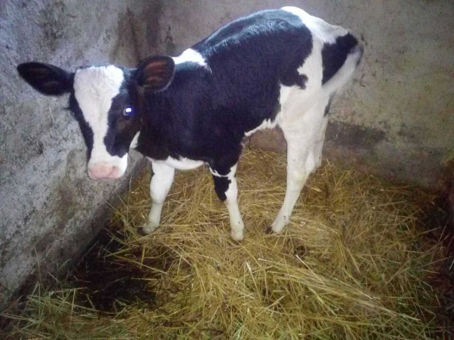 Продам теличку  голштинської породи