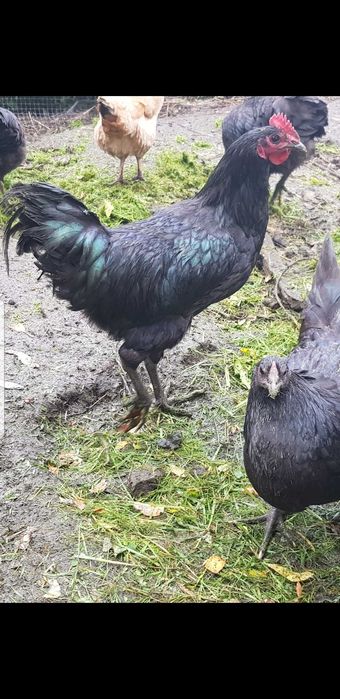 Australorp kogut czystorasowy, są wielkie!