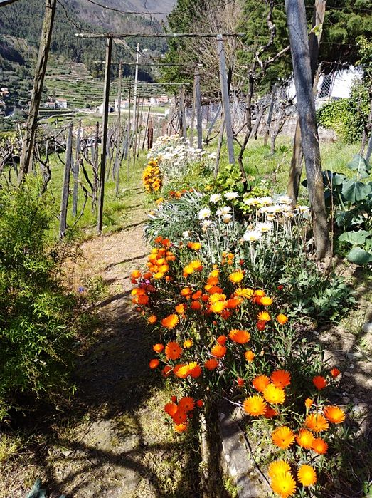 Casa   para  venda .