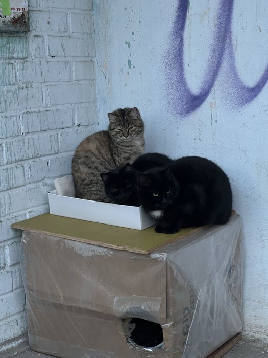 Віддамо в добрі руки котиків та кицьок