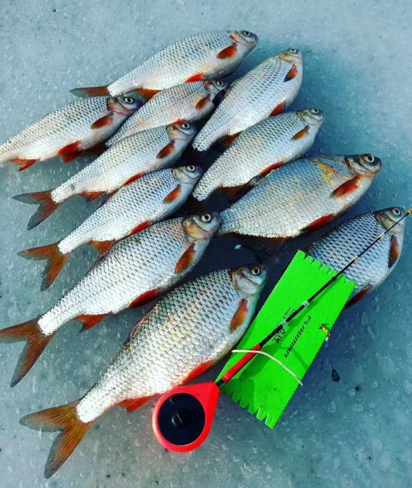 Микало (гірлянда) зимова снасть