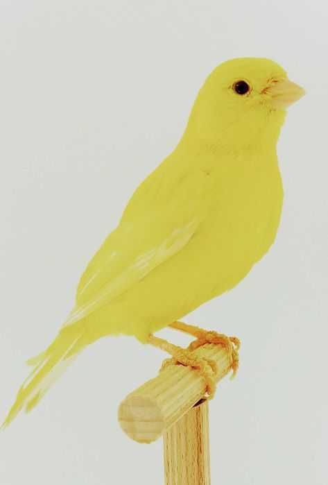 Kanarki 2025 sprzedam