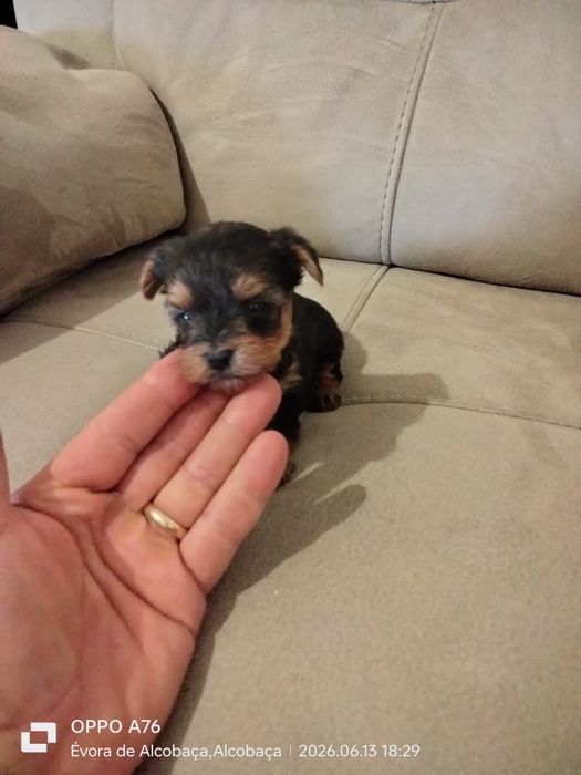 Yorkshire Terrier ( macho) miniatura
