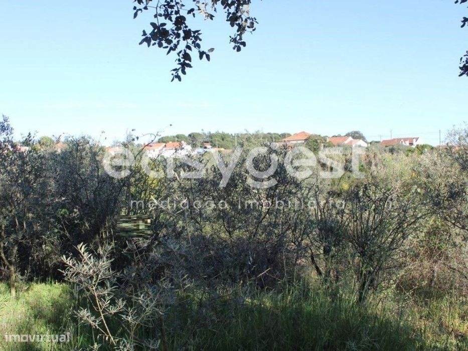 Terrenos com área total de 11080m2 maioritariamente Pinhal