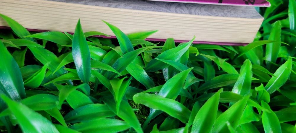 Livro Sedução - Nora Roberts