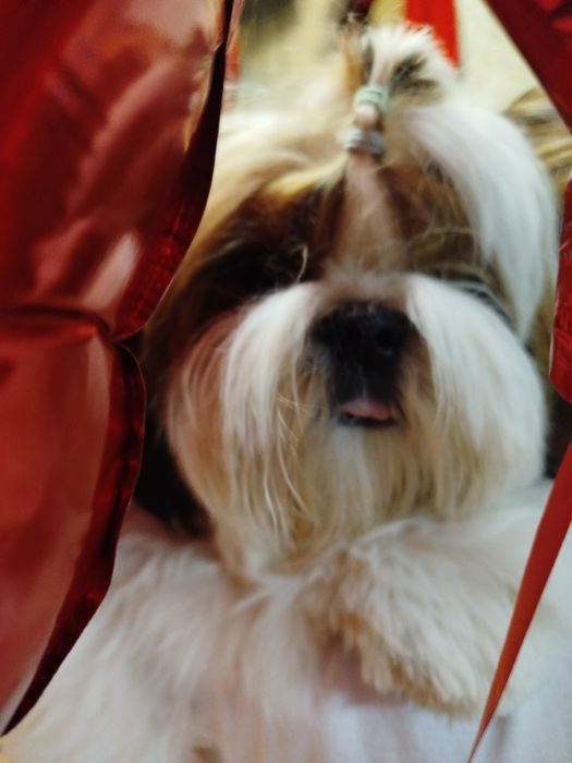 Цуценя ши-тцу shih-tzu