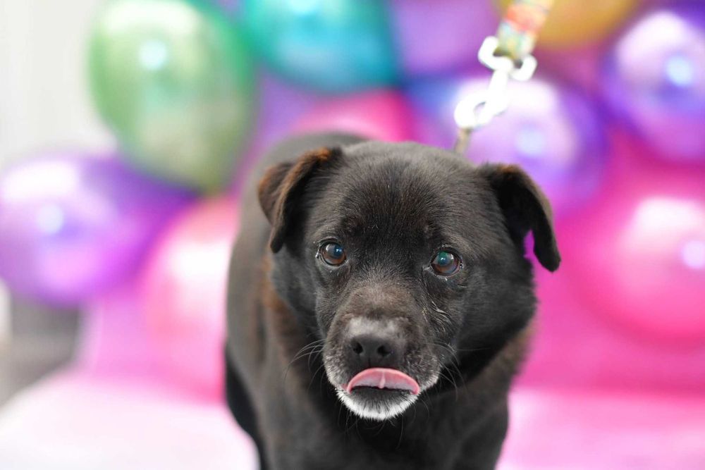 Mały Kevin prosi o kochający domek!