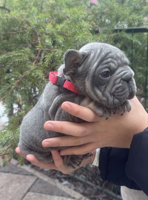 Казкові блакитні малятафранцузи